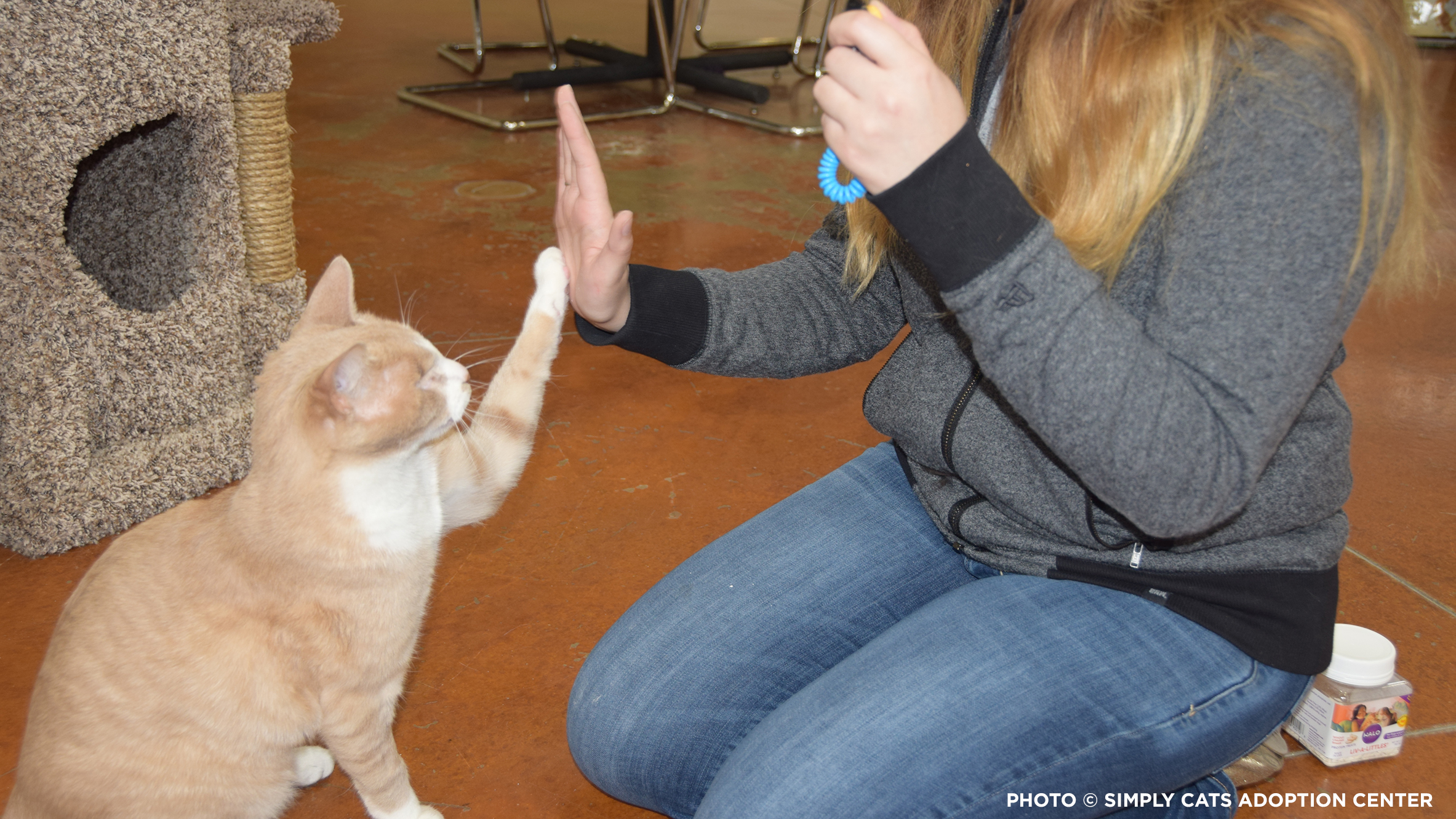 Simply cats adoption center deals